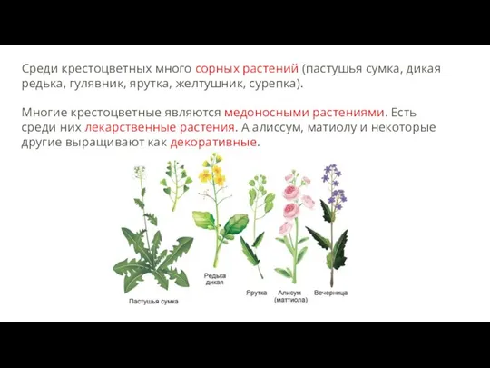 Среди крестоцветных много сорных растений (пастушья сумка, дикая редька, гулявник, ярутка,