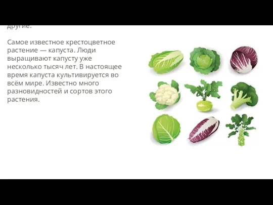 В семействе Крестоцветные есть много культурных растений. Это капуста, редис, редька