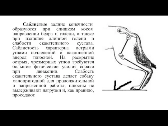 Саблистые задние конечности образуются при слишком косом направлении бедра и голени,