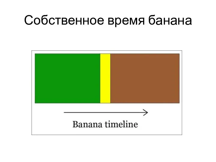 Собственное время банана