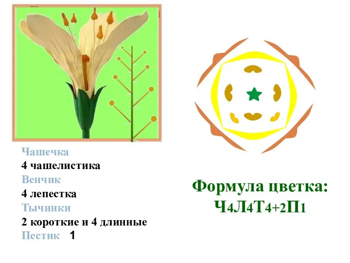 Строение цветка Чашечка 4 чашелистика Венчик 4 лепестка Тычинки 2 короткие