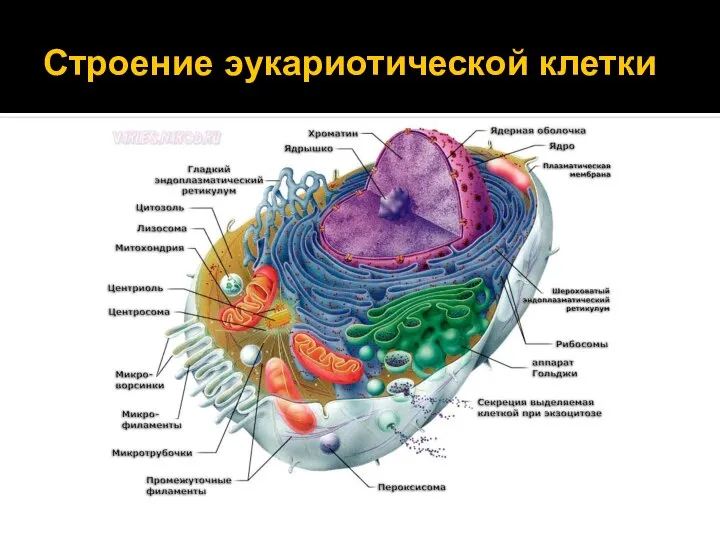 Строение эукариотической клетки