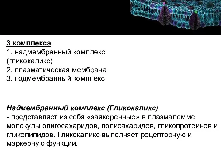 Надмембранный комплекс (Гликокаликс) - представляет из себя «заякоренные» в плазмалемме молекулы