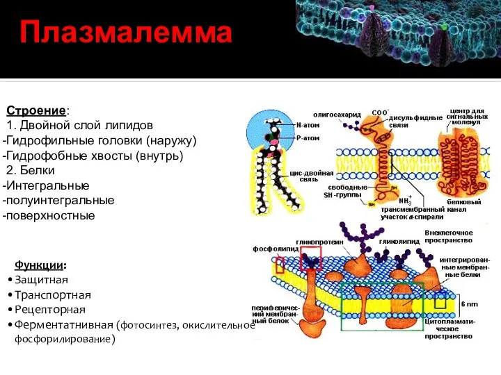 Плазмалемма Функции: Защитная Транспортная Рецепторная Ферментатнивная (фотосинтез, окислительное фосфорилирование) Строение: 1.