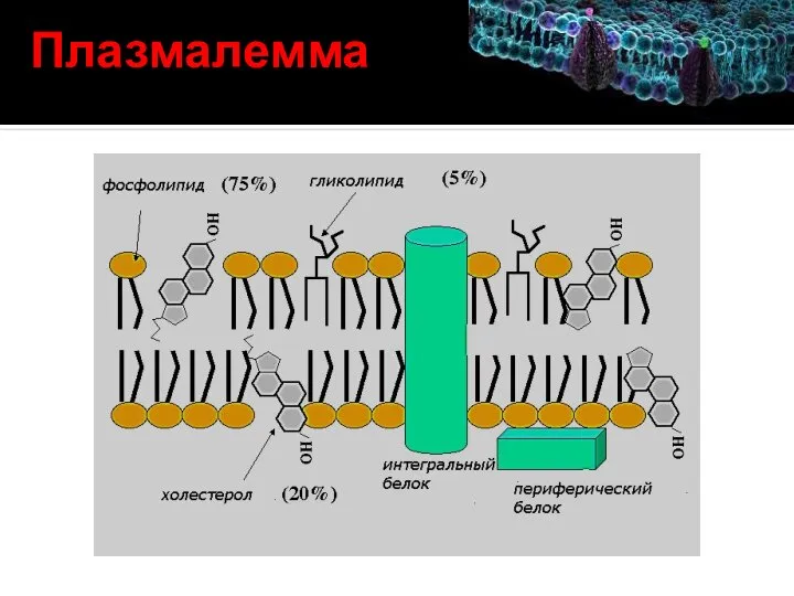 Плазмалемма