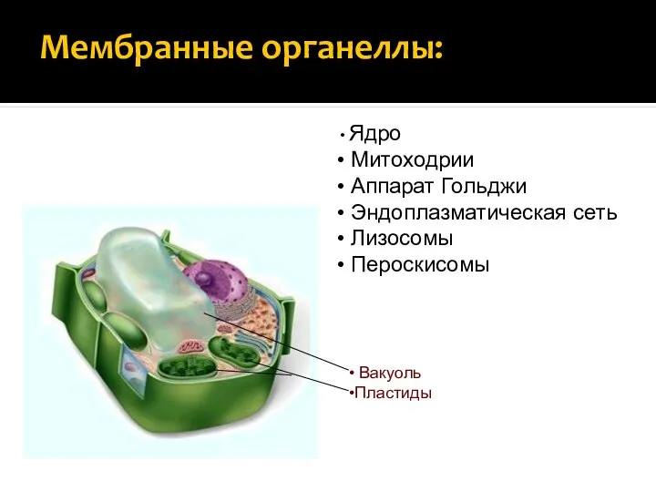 Мембранные органеллы: Ядро Митоходрии Аппарат Гольджи Эндоплазматическая сеть Лизосомы Пероскисомы Вакуоль Пластиды