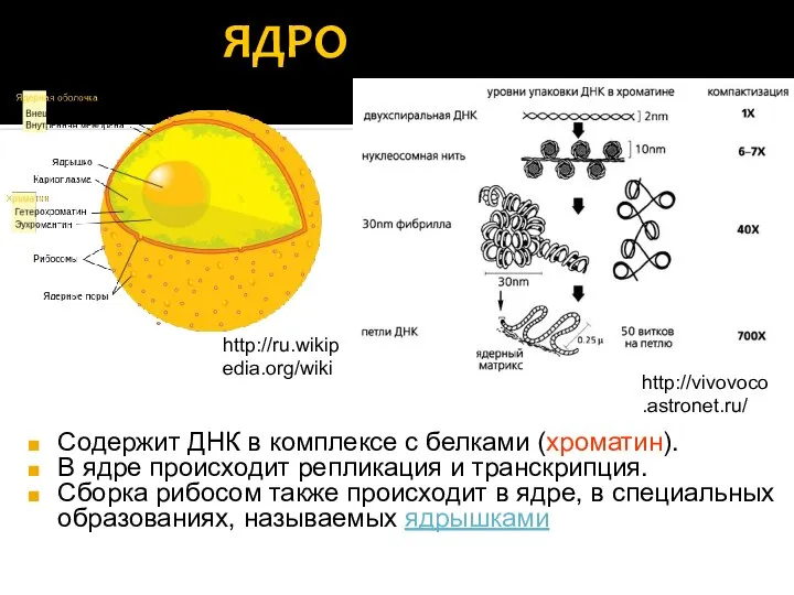 ЯДРО Содержит ДНК в комплексе с белками (хроматин). В ядре происходит