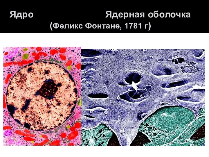 Ядро Ядерная оболочка (Феликс Фонтане, 1781 г)