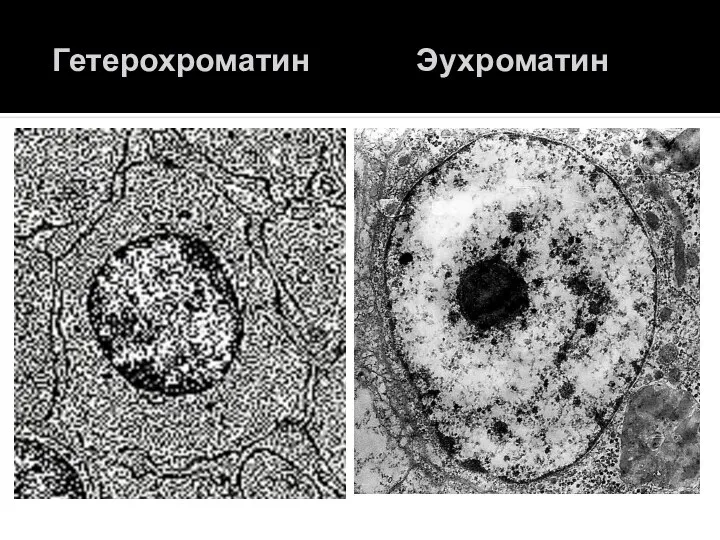 Гетерохроматин Эухроматин