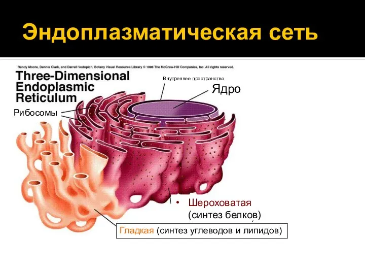 Эндоплазматическая сеть Шероховатая (синтез белков) Гладкая (синтез углеводов и липидов) Шероховатая