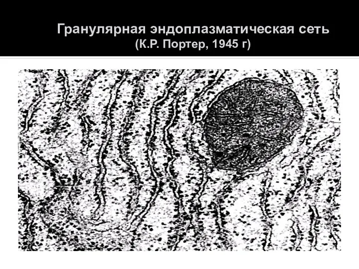 Гранулярная эндоплазматическая сеть (К.Р. Портер, 1945 г)