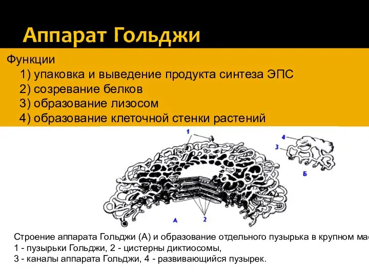 Аппарат Гольджи Функции 1) упаковка и выведение продукта синтеза ЭПС 2)