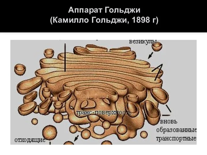 Аппарат Гольджи (Камилло Гольджи, 1898 г)