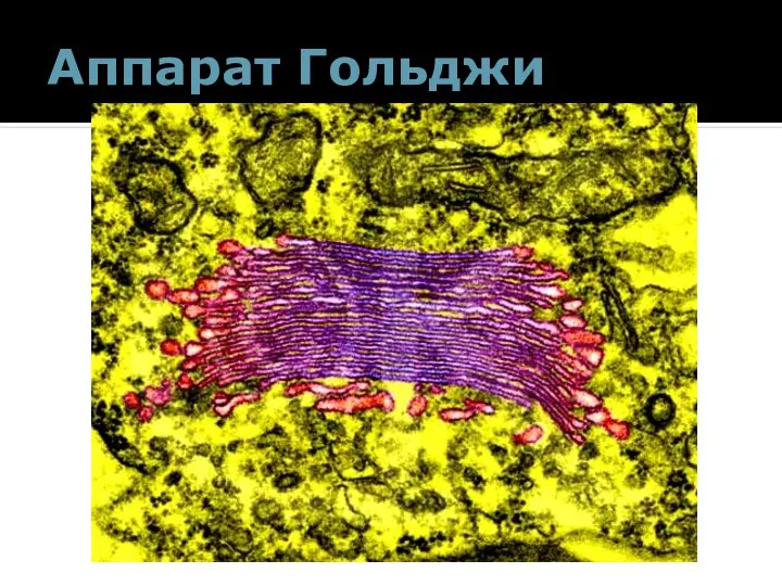 Аппарат Гольджи