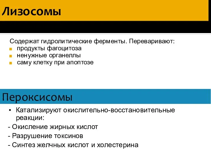 Лизосомы Содержат гидролитические ферменты. Переваривают: продукты фагоцитоза ненужные органеллы саму клетку