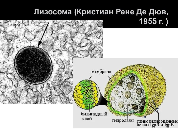 Лизосома (Кристиан Рене Де Дюв, 1955 г. )