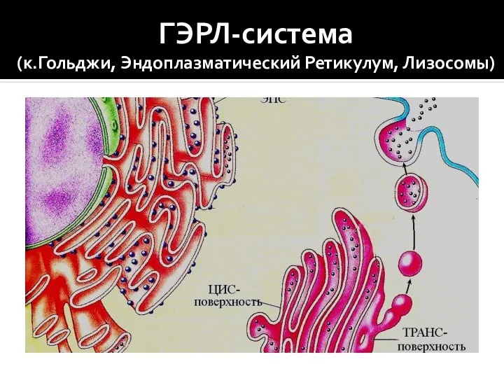 ГЭРЛ-система (к.Гольджи, Эндоплазматический Ретикулум, Лизосомы)