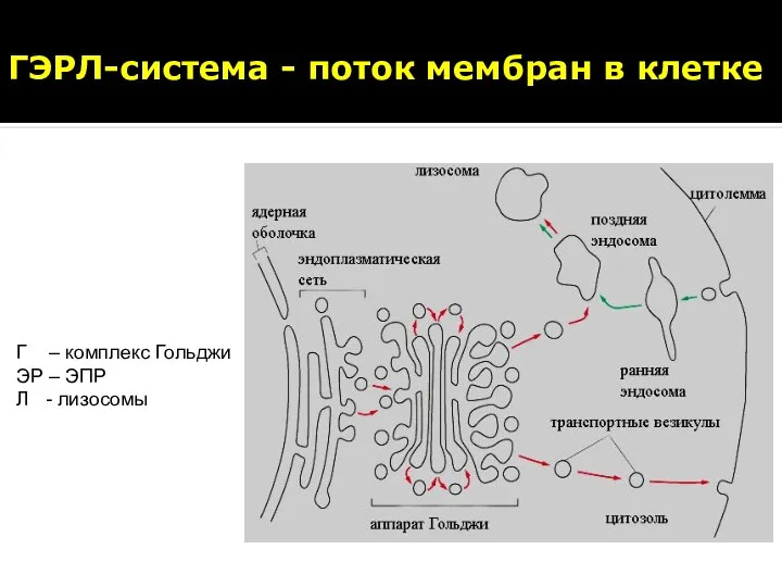 ГЭРЛ-система - поток мембран в клетке Г – комплекс Гольджи ЭР – ЭПР Л - лизосомы