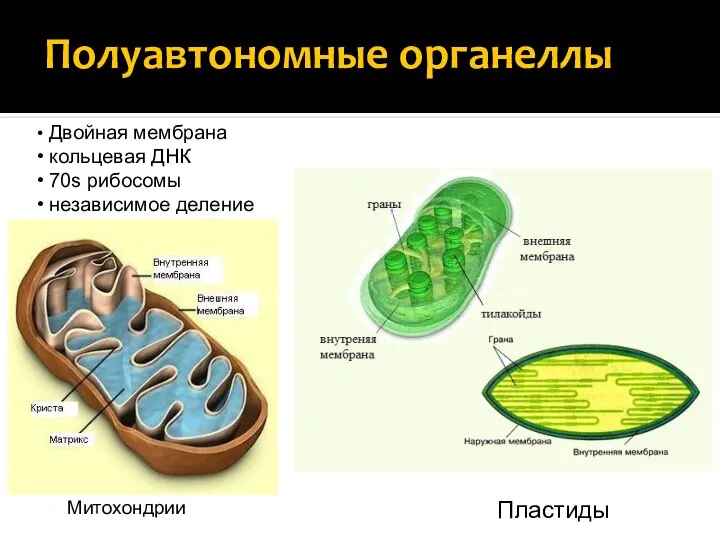 Полуавтономные органеллы Митохондрии Пластиды Двойная мембрана кольцевая ДНК 70s рибосомы независимое деление