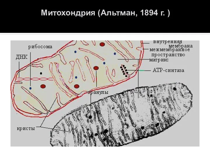 Митохондрия (Альтман, 1894 г. )