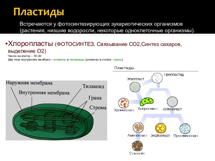 Пластиды Встречаются у фотосинтезирующих эукариотических организмов (растения, низшие водоросли, некоторые одноклеточные