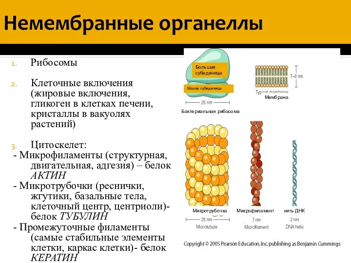 Немембранные органеллы Рибосомы Клеточные включения (жировые включения, гликоген в клетках печени,