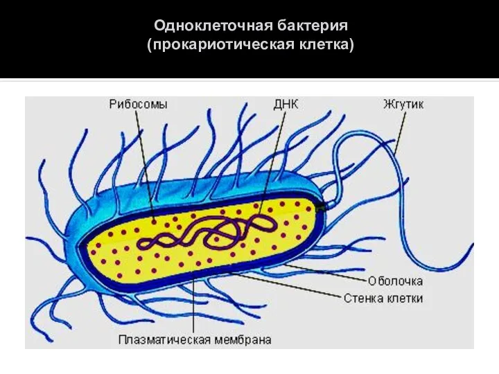 Одноклеточная бактерия (прокариотическая клетка)