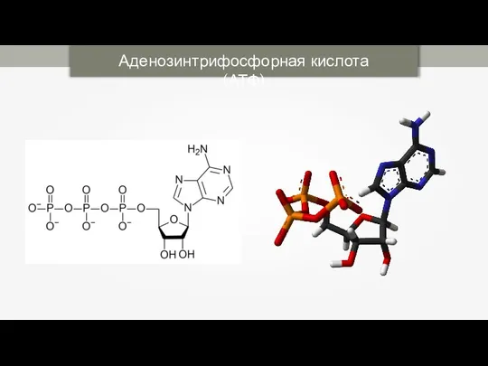 Аденозинтрифосфорная кислота (АТФ)