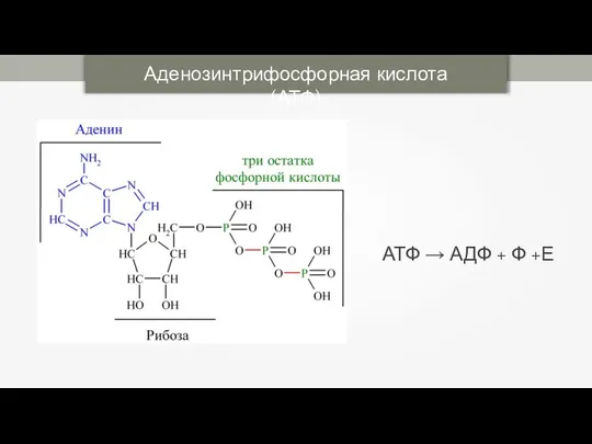 Аденозинтрифосфорная кислота (АТФ) АТФ → АДФ + Ф +Е