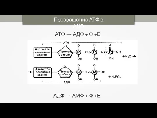 Превращение АТФ в АДФ АТФ → АДФ + Ф +Е АДФ → АМФ + Ф +Е