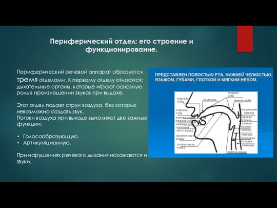 Периферический отдел: его строение и функционирование. Периферический речевой аппарат образуется тремя