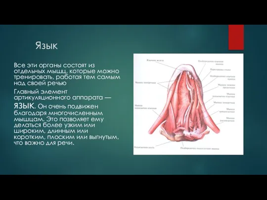 Язык Все эти органы состоят из отдельных мышц, которые можно тренировать,
