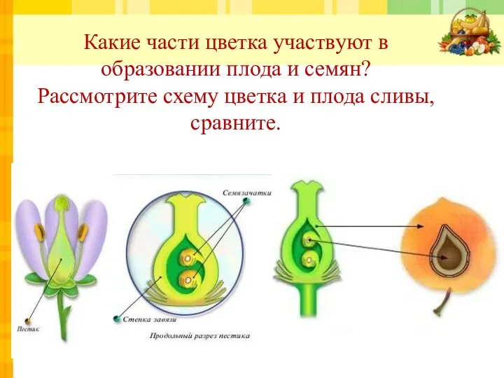 Какие части цветка участвуют в образовании плода и семян? Рассмотрите схему цветка и плода сливы, сравните.