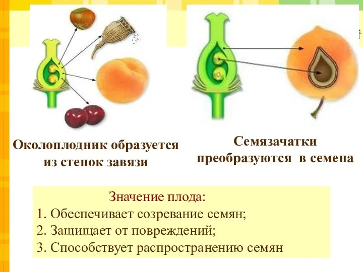 Семязачатки преобразуются в семена Околоплодник образуется из стенок завязи Значение плода: