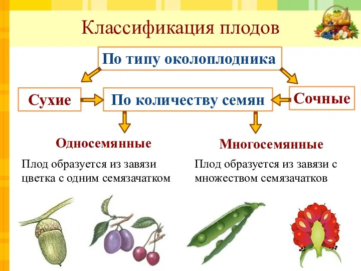 Классификация плодов По количеству семян Односемянные Многосемянные По типу околоплодника Сухие