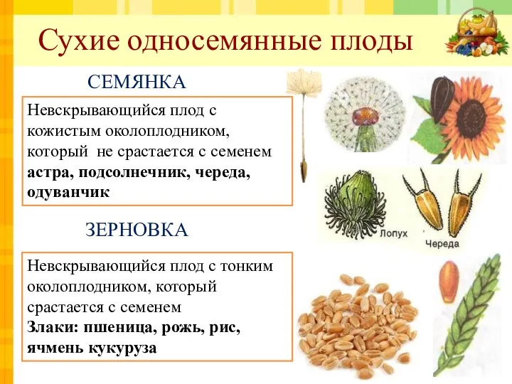 Сухие односемянные плоды ЗЕРНОВКА СЕМЯНКА Невскрывающийся плод с кожистым околоплодником, который