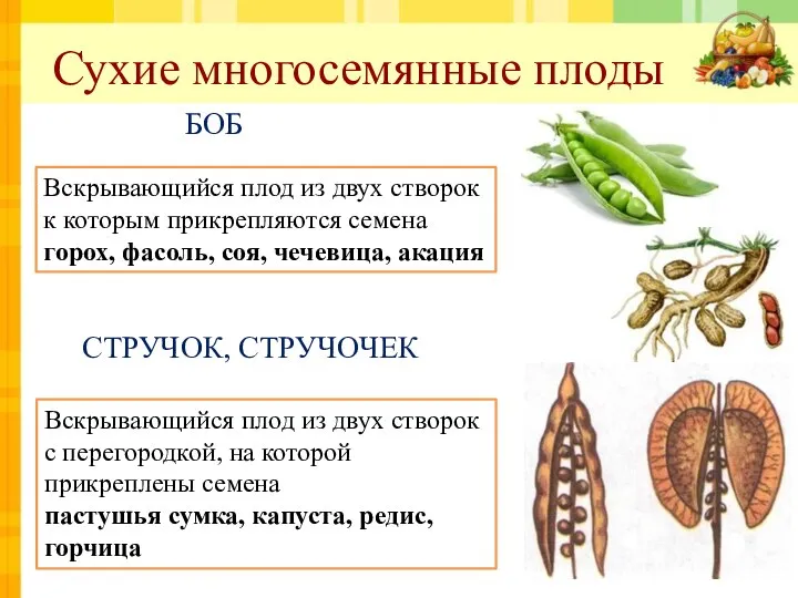 Сухие многосемянные плоды БОБ СТРУЧОК, СТРУЧОЧЕК Вскрывающийся плод из двух створок