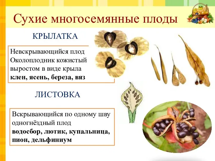 Вскрывающийся по одному шву одногнёздный плод водосбор, лютик, купальница, пион, дельфиниум