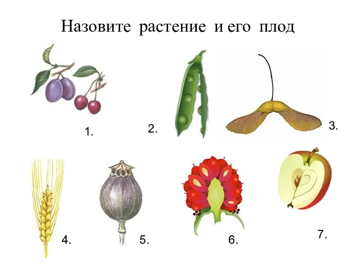 Назовите растение и его плод 7. 6. 5. 4. 3. 1. 2.