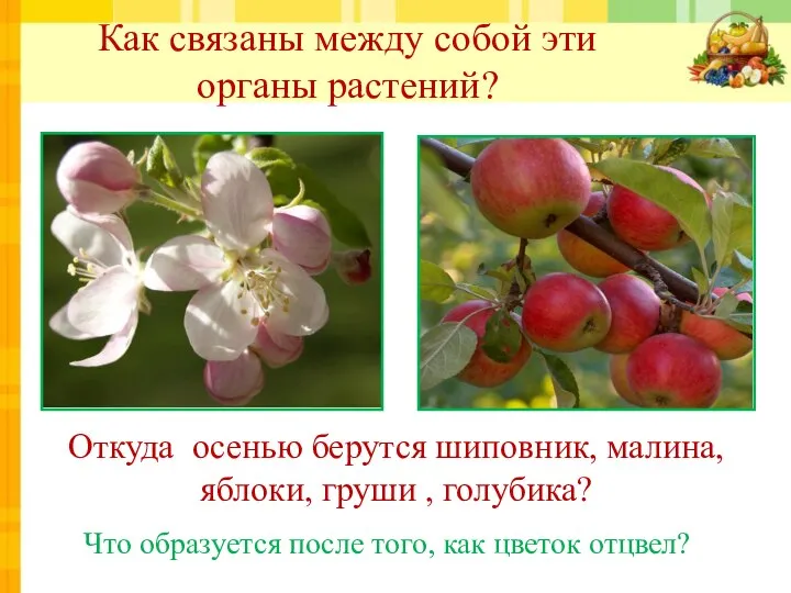 Как связаны между собой эти органы растений? Откуда осенью берутся шиповник,