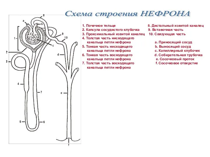 Схема строения НЕФРОНА 1. Почечное тельце 8. Дистальный извитой каналец 2.