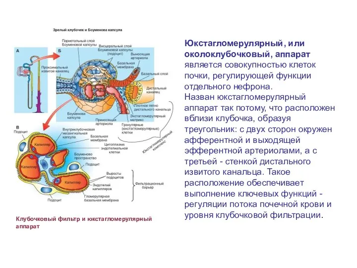 Юкстагломерулярный, или околоклубочковый, аппарат является совокупностью клеток почки, регулирующей функции отдельного