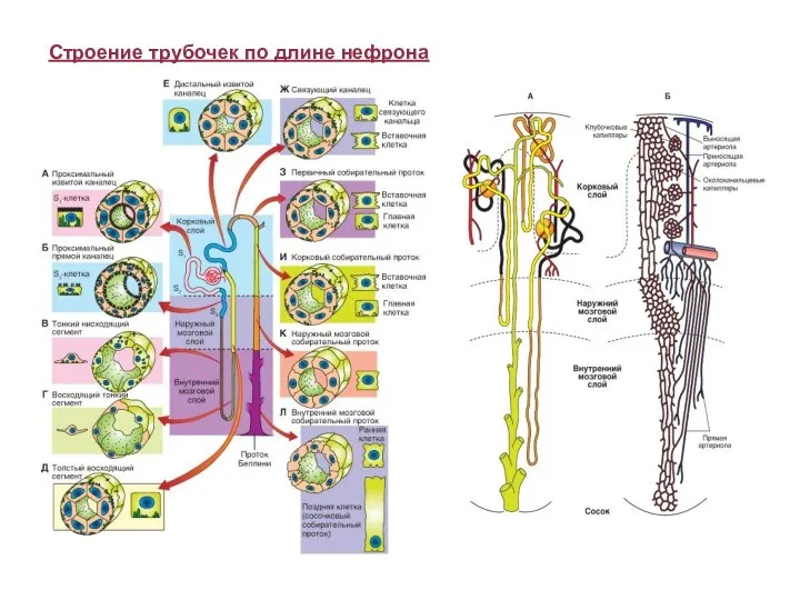 Строение трубочек по длине нефрона