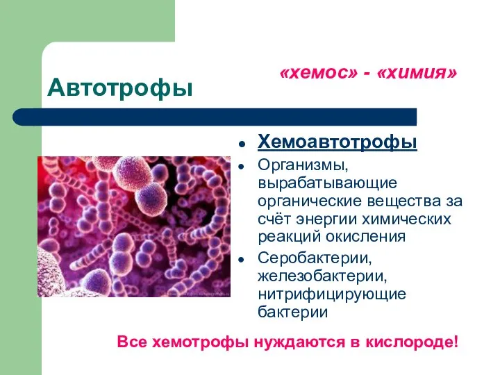 Автотрофы Хемоавтотрофы Организмы, вырабатывающие органические вещества за счёт энергии химических реакций