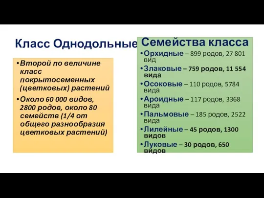 Класс Однодольные Второй по величине класс покрытосеменных (цветковых) растений Около 60