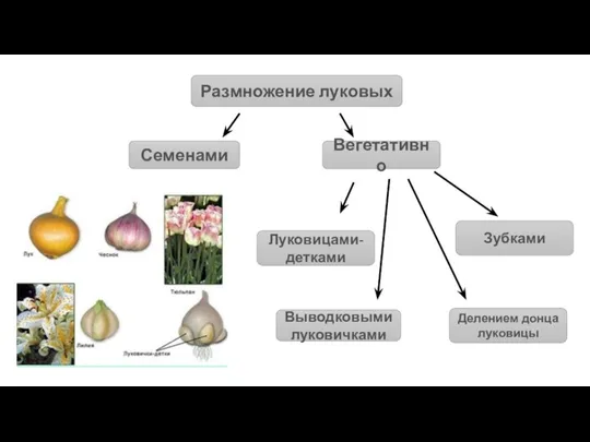 Размножение луковых Семенами Вегетативно Выводковыми луковичками Зубками Луковицами-детками Делением донца луковицы