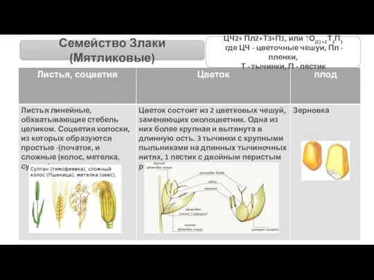 Семейство Злаки (Мятликовые) ЦЧ2+ Пл2+Т3+П1, или ↑О(2) +2Т3П1 где ЦЧ -