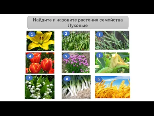 Найдите и назовите растения семейства Луковые 1 2 3 6 5 4 7 8 9