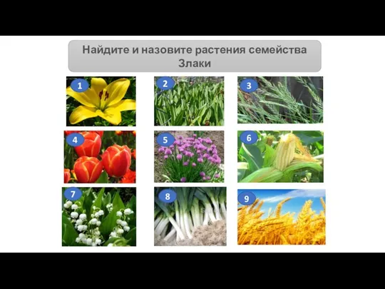 Найдите и назовите растения семейства Злаки 1 2 3 6 5 4 7 8 9