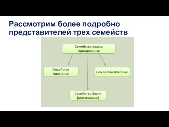 Рассмотрим более подробно представителей трех семейств